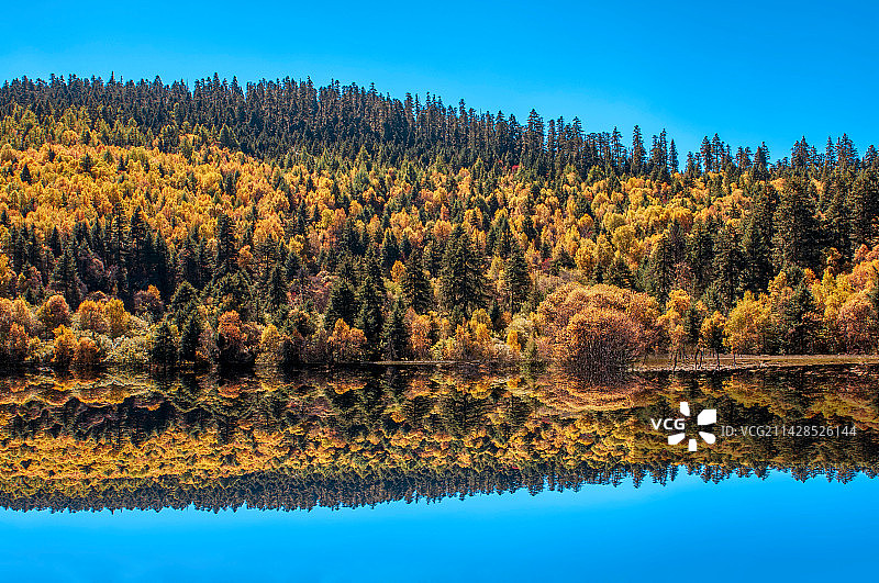 云南迪庆香格里拉普达措国家公园秋天金色的山林倒映在湖泊中图片素材