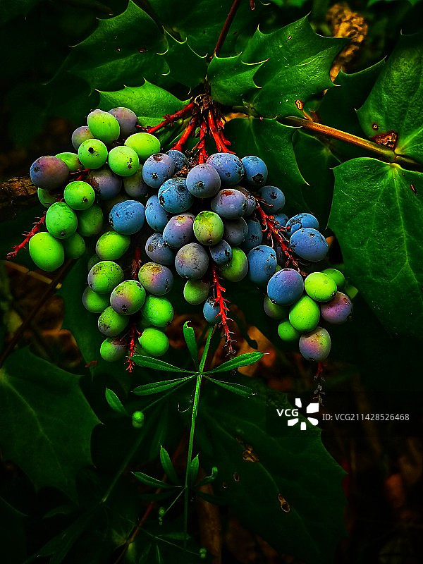植物上生长的浆果特写镜头图片素材