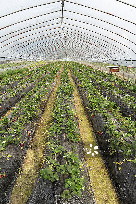 草莓大棚图片素材