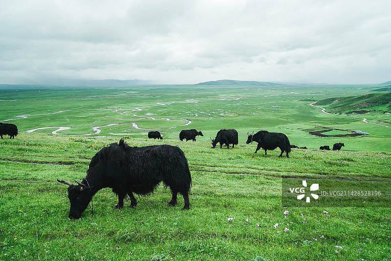 阿万仓湿地图片素材