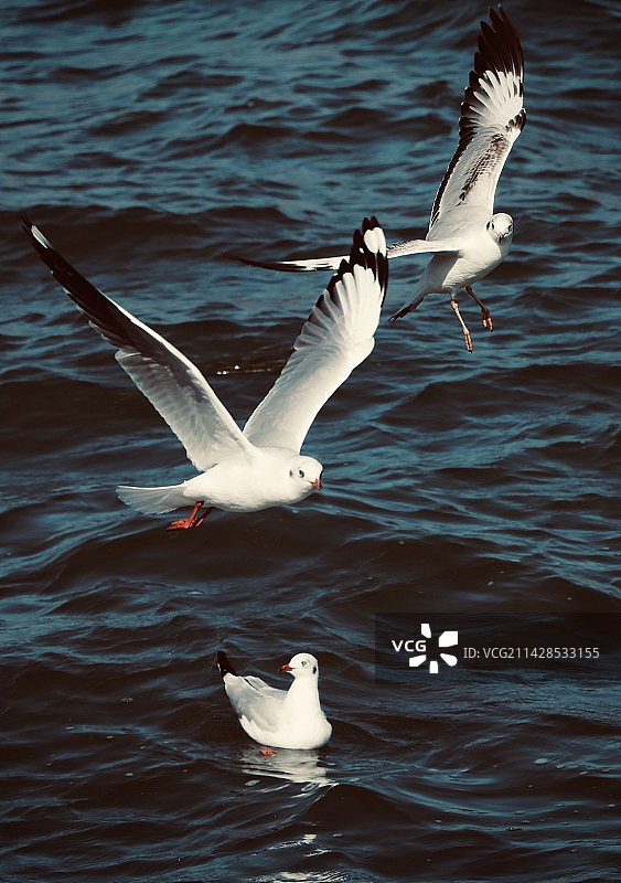 随波逐流图片素材