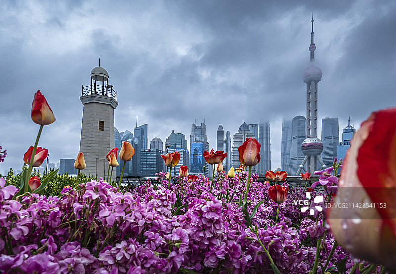 上海外滩开放的郁金香图片素材