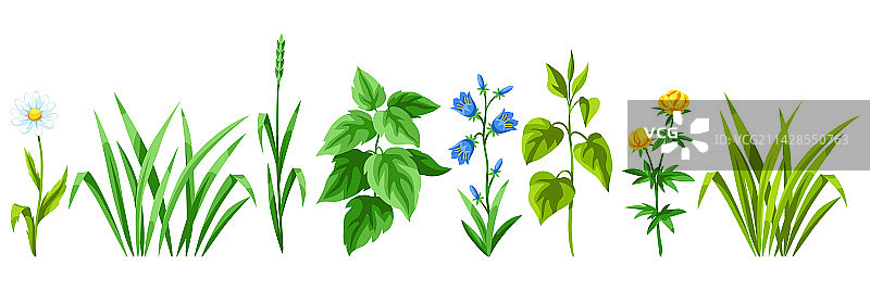 草本植物和谷类草图片素材