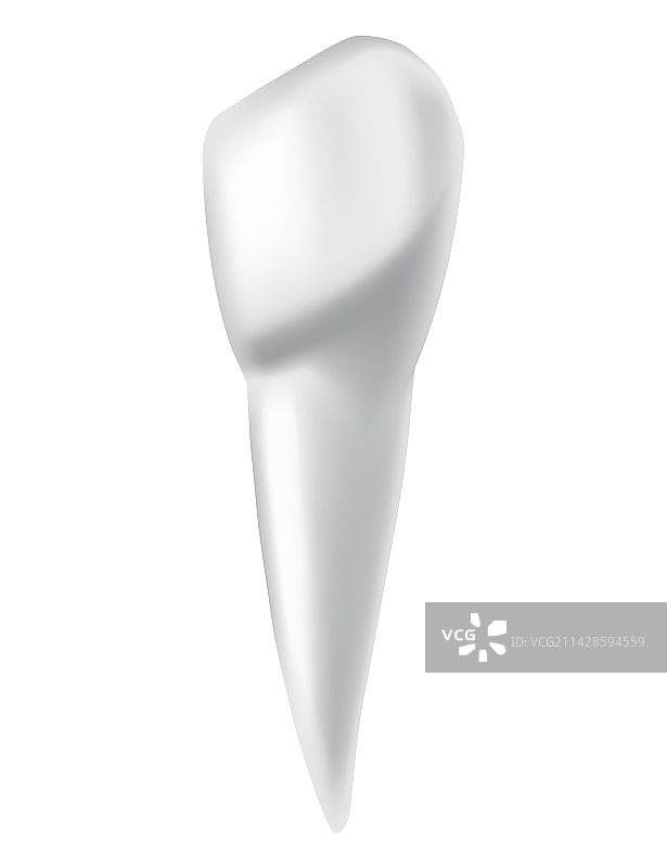 牙齿解剖医学banner或海报图片素材