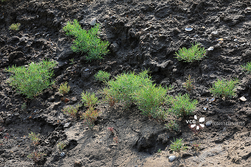 藜科一年生草本植物碱蓬幼苗黄须菜图片素材