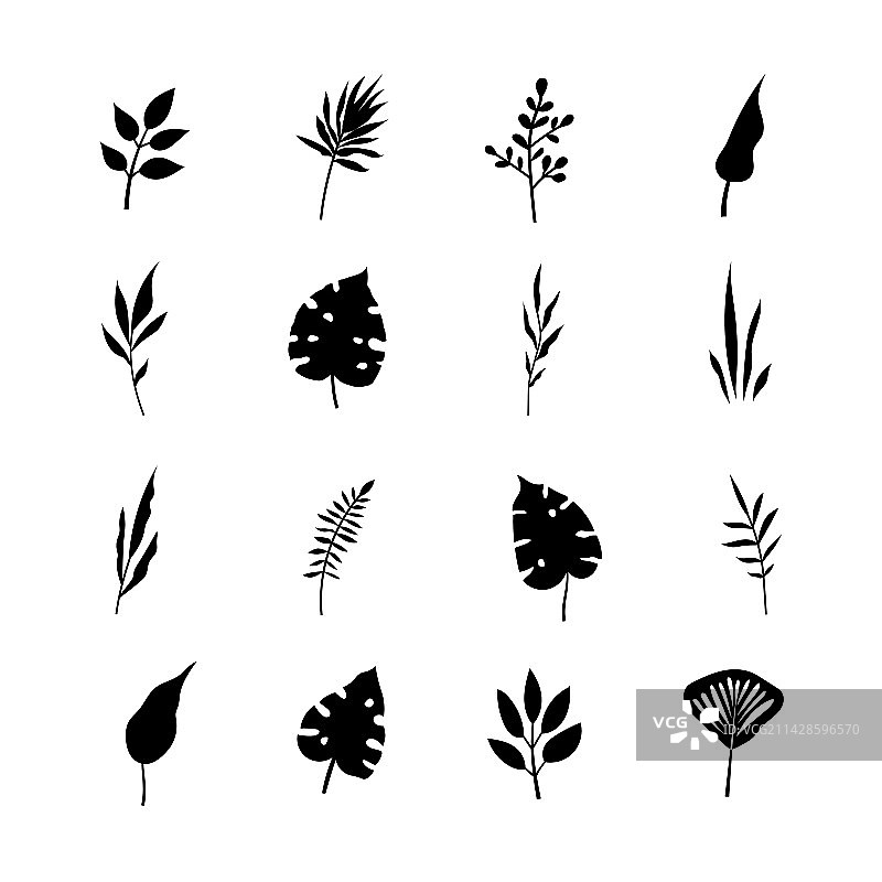 桉树棕榈叶草本树枝图片素材