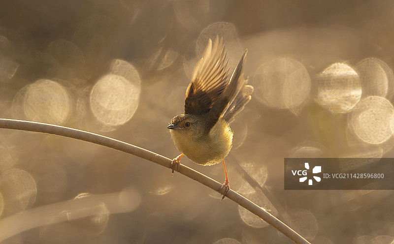 ---鹪莺---图片素材