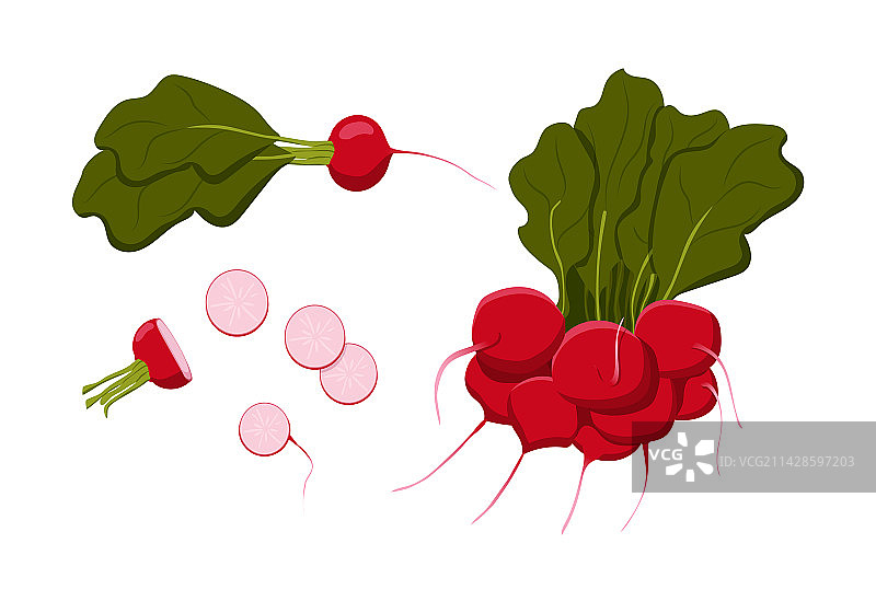 扁平风格多汁萝卜合集图片素材