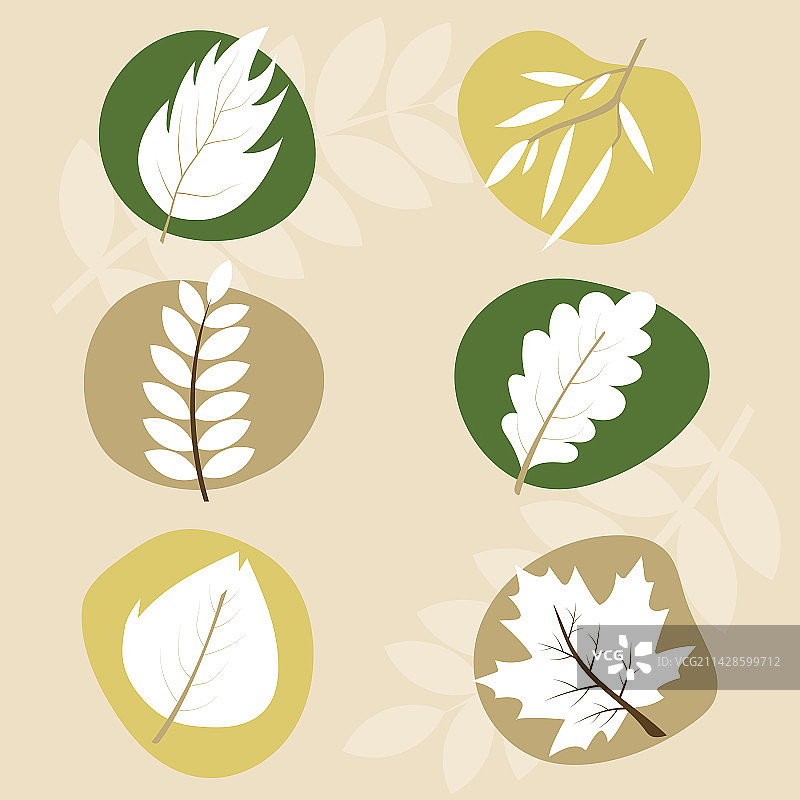 一组不同的树叶图片素材