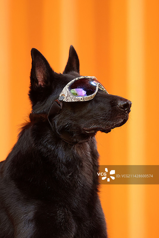 帅酷的德国牧羊犬图片素材