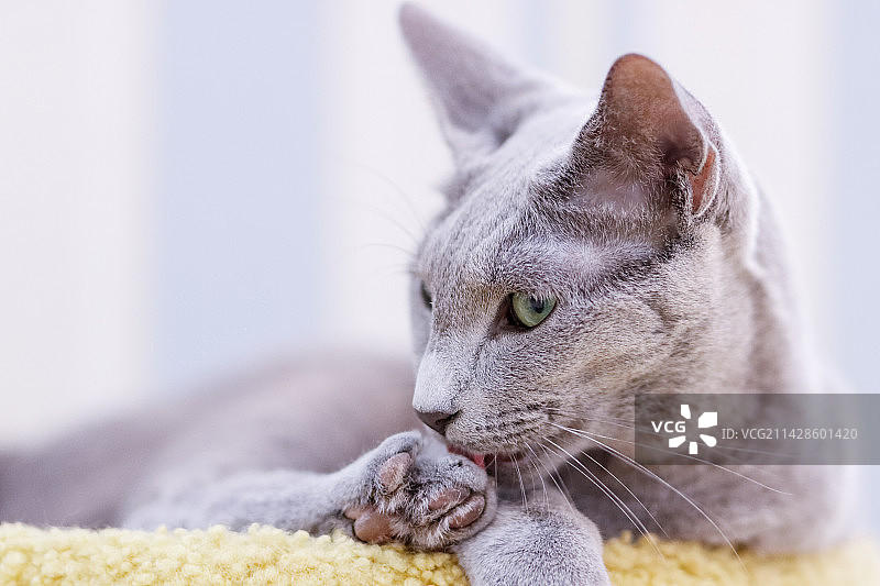 俄罗斯蓝猫图片素材