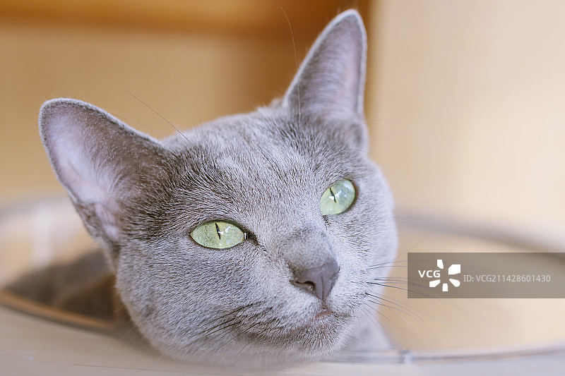 阳光下的俄罗斯蓝猫图片素材