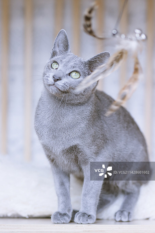 玩逗猫棒的俄罗斯蓝猫图片素材