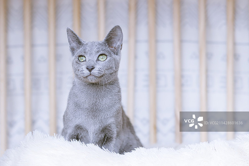 玩逗猫棒的俄罗斯蓝猫图片素材