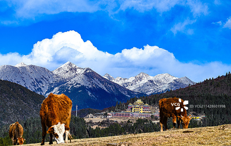 雪山草地牛图片素材