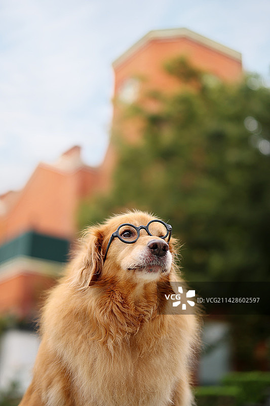 幸福的金毛寻回犬图片素材