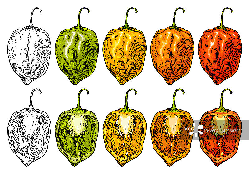 完整和一半的哈瓦那辣椒复古雕刻图片素材