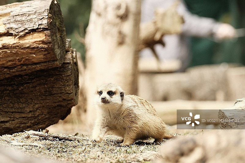 动物园的动物们图片素材