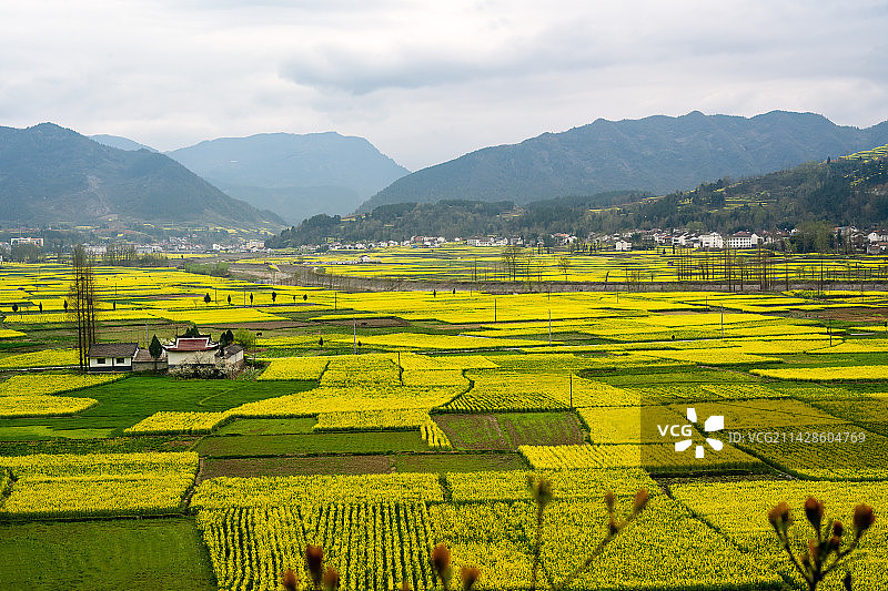 汉中油菜花海图片素材