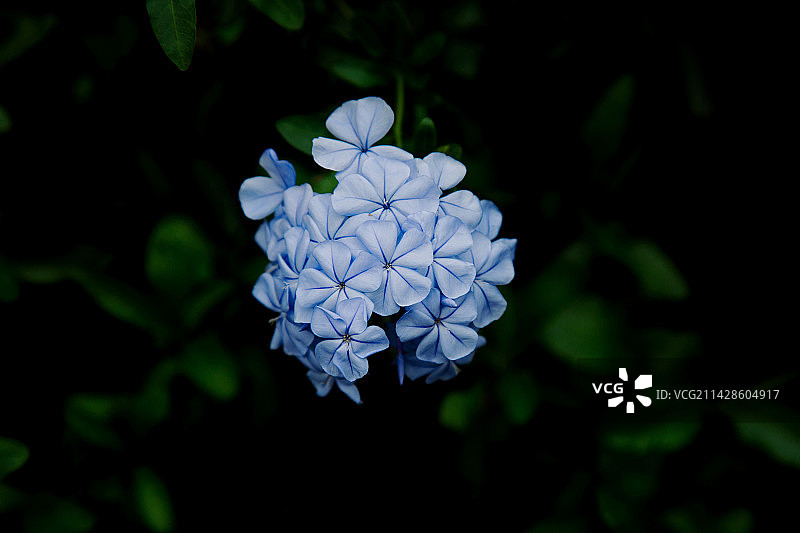 蓝雪花图片素材