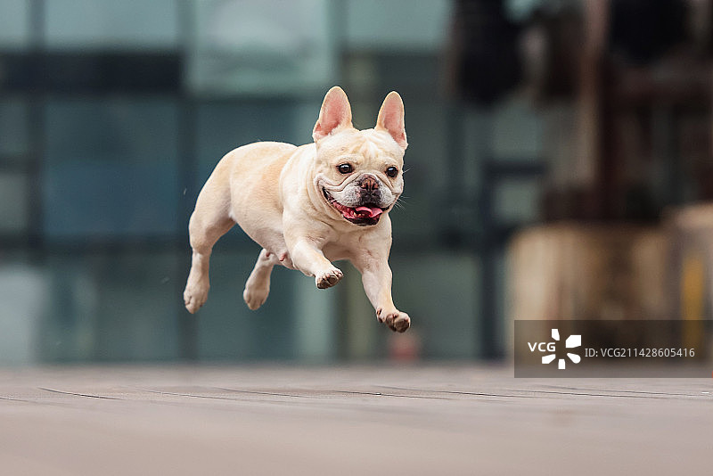 开心的法国斗牛犬图片素材