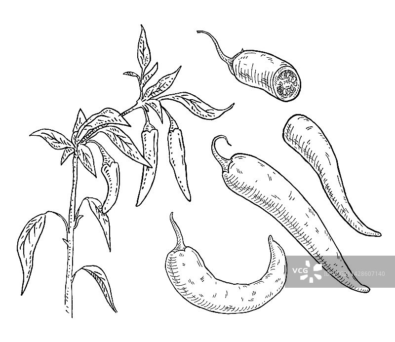 带叶子和辣椒的辣椒树枝（复古风格）图片素材