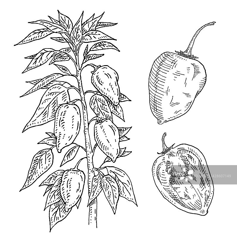 带叶子和辣椒的哈瓦那辣椒植物枝图片素材