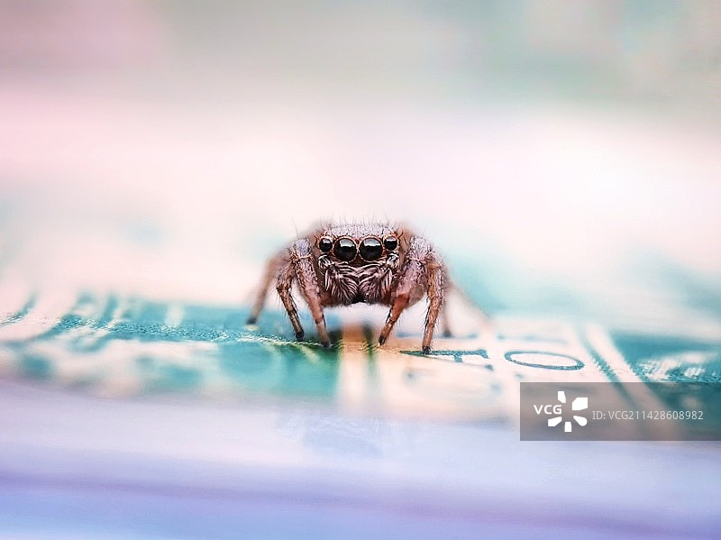 跳蛛图片素材