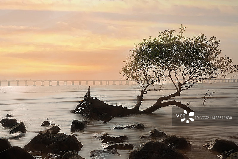 深圳西湾红树林公园图片素材