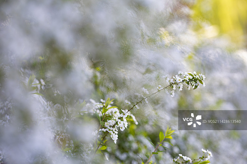 春天雪柳花盛开图片素材