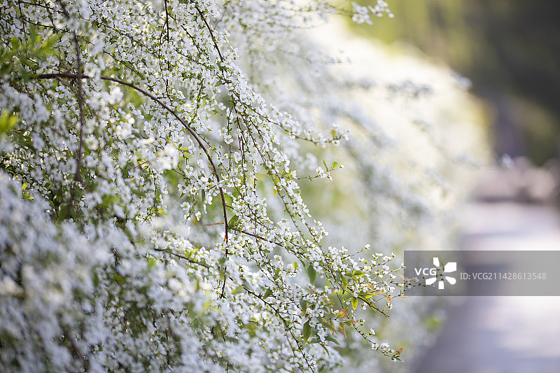 春天雪柳花盛开图片素材