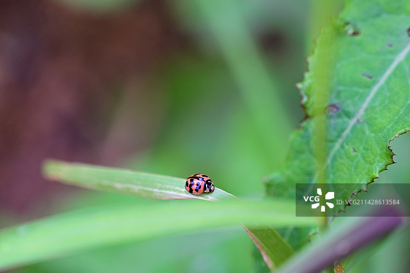 春日叶上七星瓢虫图片素材