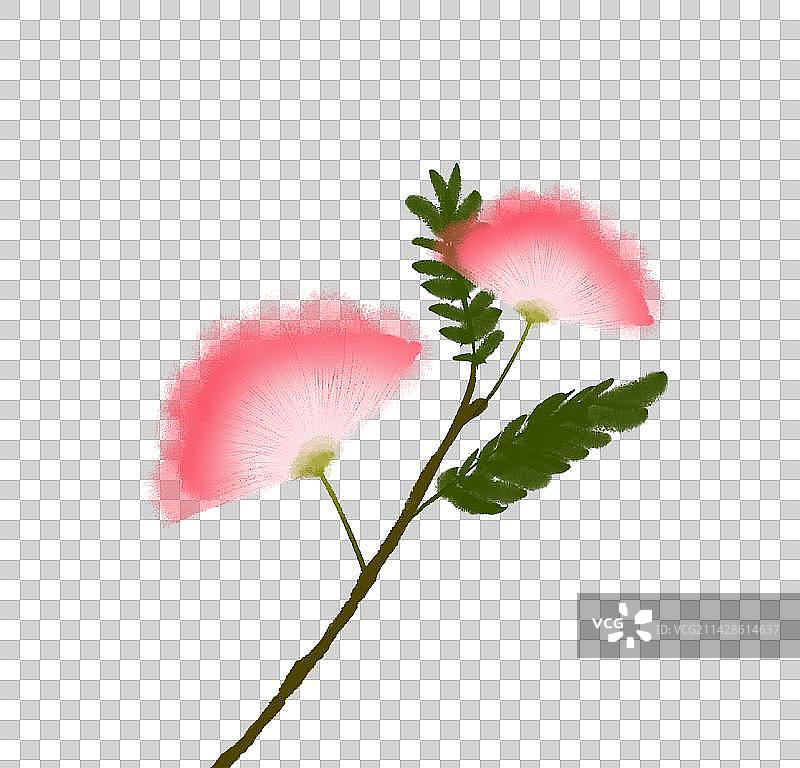 合欢花素材图片素材