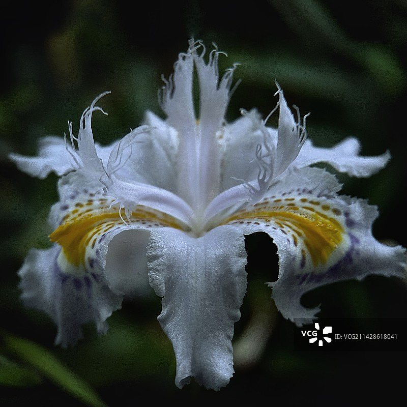 美丽的蝴蝶花图片素材