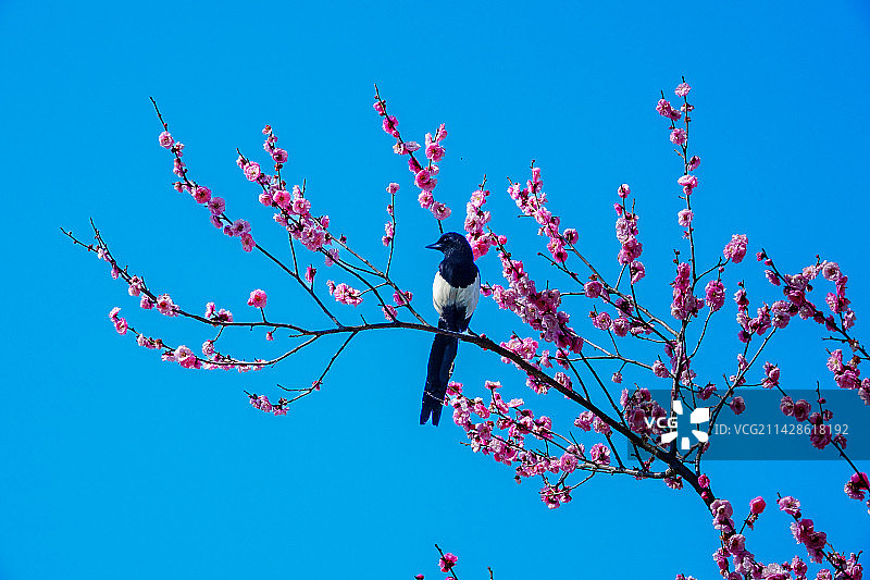 喜鹊登梅图片素材