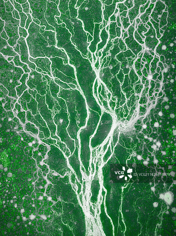 大地之树图片素材