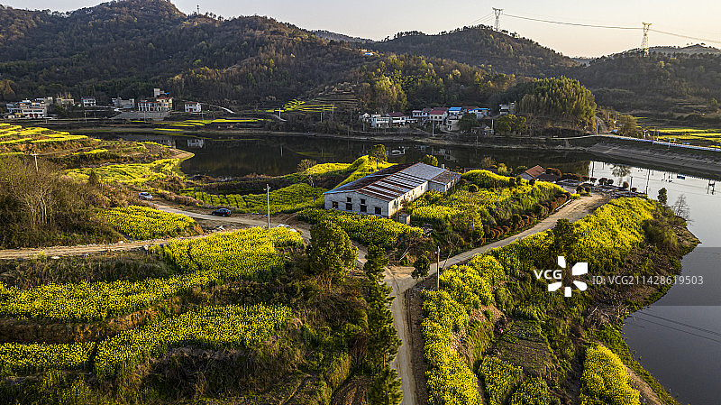 湖北黄冈浠水县城山村梯田油菜花景色图片素材
