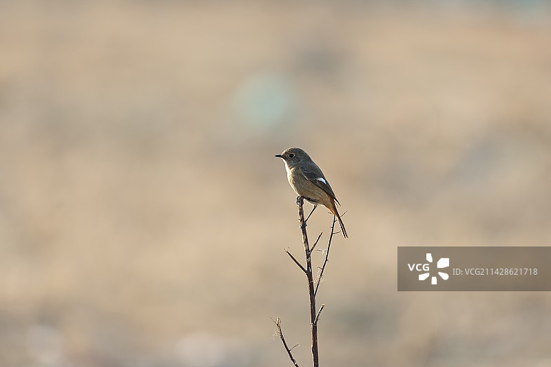 北红尾鸲图片素材