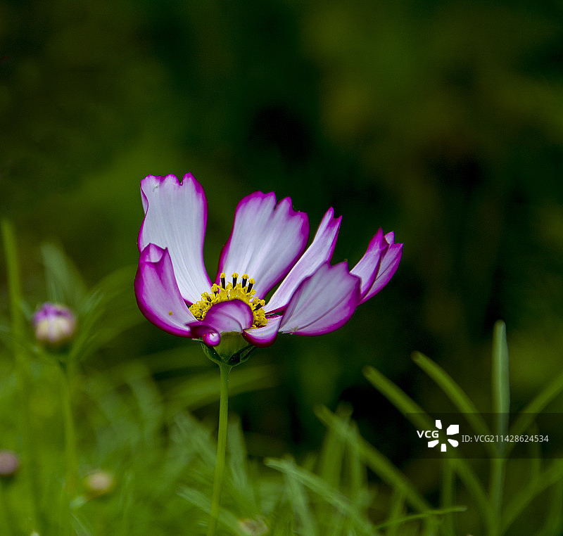 夏日盛开的秋英（大波斯菊）图片素材