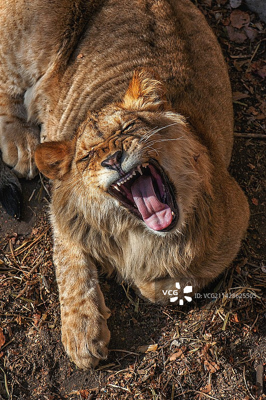 狮子狂喜图片素材