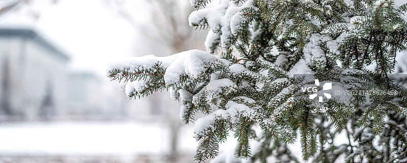 雪后的松枝图片素材