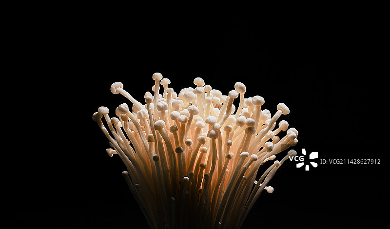 金针菇绽放图片素材