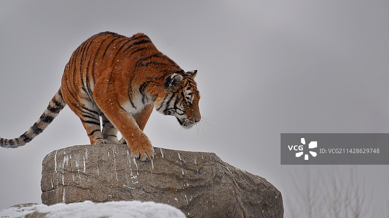 嗷呜嗷呜～图片素材