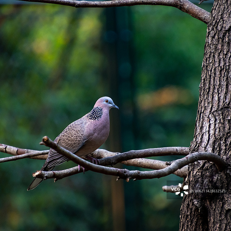 斑鸠栖息在树枝上的特写镜头图片素材