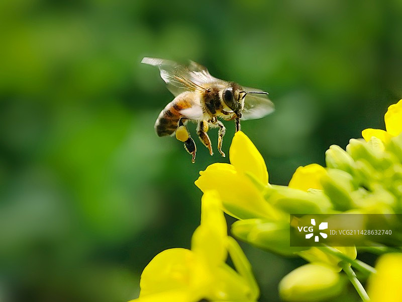 花香蜂舞图片素材