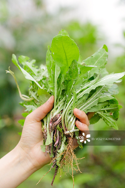 新鲜现挖蒲公英图片素材