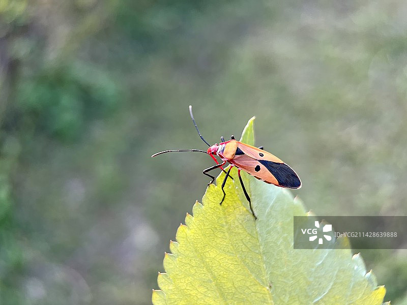 冬日之蝽图片素材
