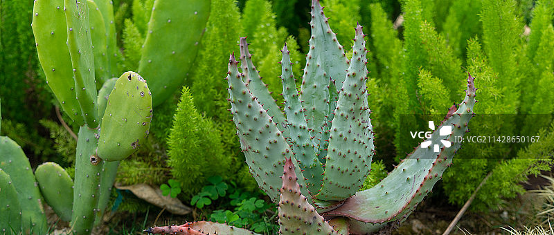肉质植物全帧拍摄图片素材