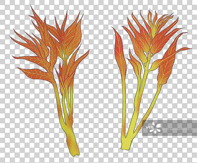谷雨节气之新鲜的香椿芽插画元素图片素材
