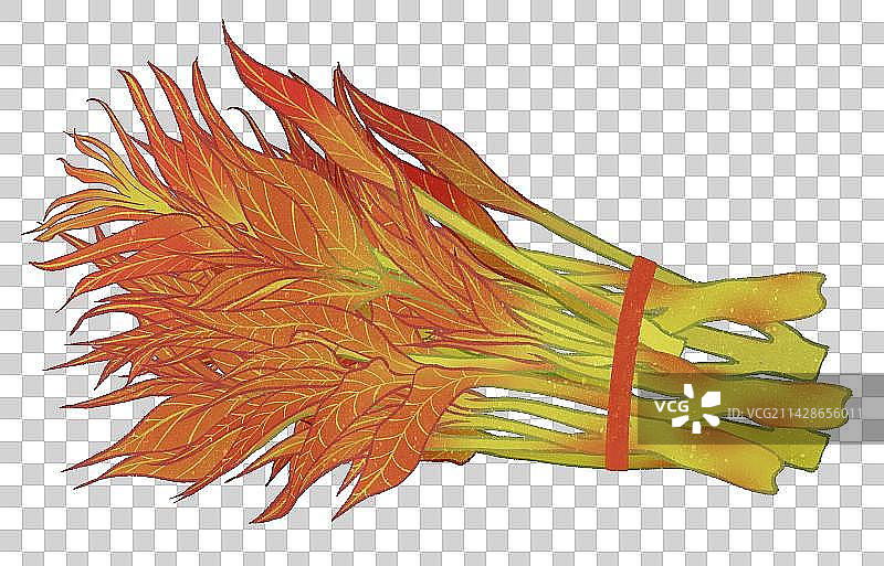 谷雨节气之新鲜的香椿芽插画元素图片素材